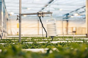 VPD sensor in a greenhouse monitoring basil.