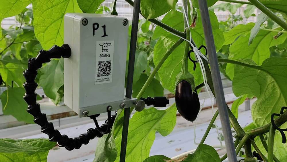 Vegetable sensor