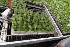 Potplanten op een weegschaal.